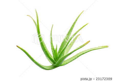 Aloe Vera isolated on white background. 23172309