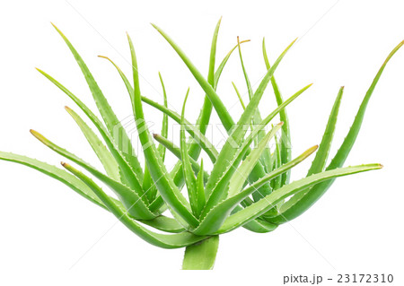 Aloe Vera isolated on white background. 23172310
