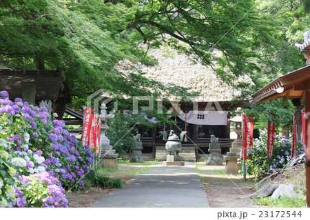 千曲市の紫陽花寺 23172544