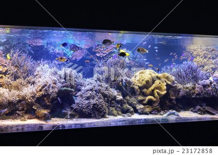 水族館 23172858