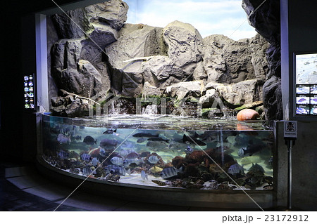 水族館 水族館 23172912