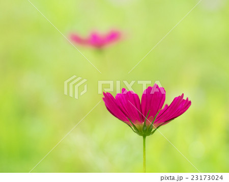愛らしいコスモス 23173024