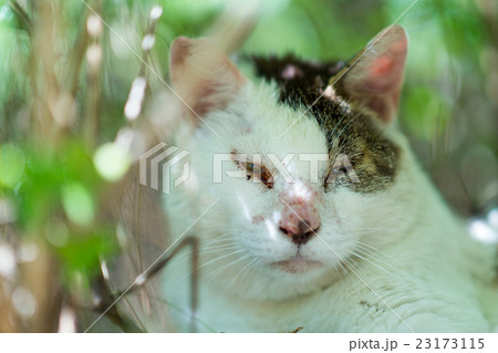 6月のボスねこ 6月のボスねこ 23173115