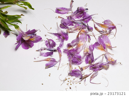 purple fallen petals of alstroemeria on white purple fallen petals of alstroemeria on white 23173121