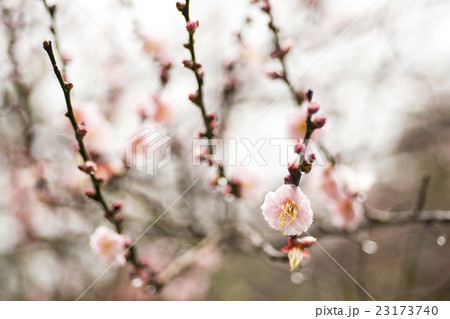 2月 ２月 二月 23173740