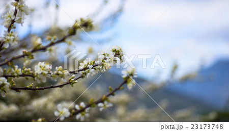 ブルーミング 開花 咲く 23173748