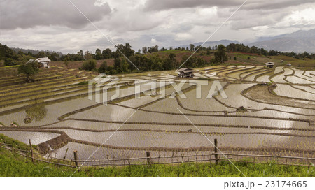 rice field on terraced in north Thailand rice field on terraced in north Thailand 23174665