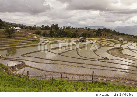 rice field on terraced in north Thailand rice field on terraced in north Thailand 23174666