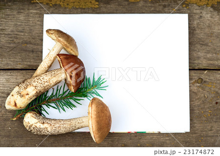 Brown cap boletus. Blank sheet of paper. 23174872