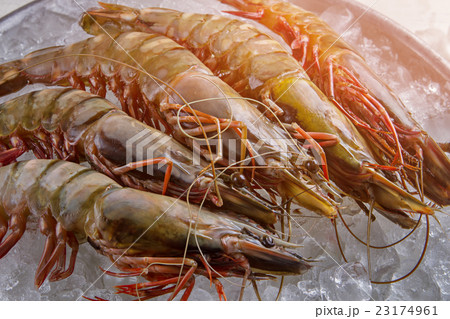 Shrimps on cubes of ice. Shrimps on cubes of ice. 23174961