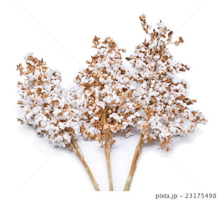 popped rice over white background 23175498