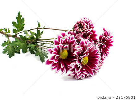 beautiful chrysanthemum isolated 23175901
