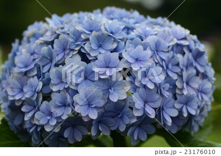 紫陽花201621 紫陽花201621 23176010
