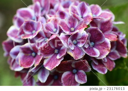 紫陽花２０１６２４ 23176013