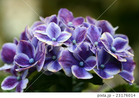 紫陽花201625 紫陽花201625 23176014
