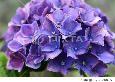 紫陽花２０１６１１ 23176015