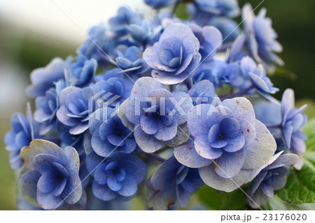 紫陽花201616 紫陽花201616 23176020