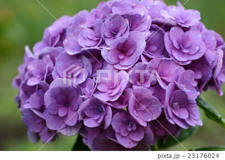 紫陽花２０１６２０ 23176024