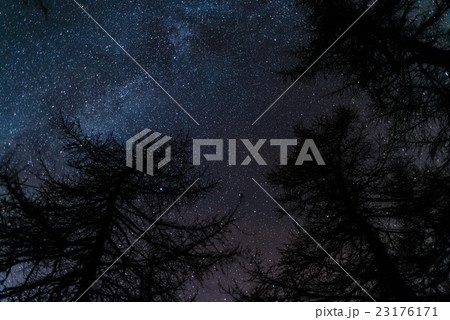 The starry sky viewed from black conifer woodland The starry sky viewed from black conifer woodland 23176171