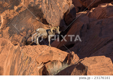 Desert Bighorn Sheep Ram Desert Bighorn Sheep Ram 23176181