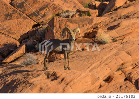 Desert Bighorn Sheep Ram Desert Bighorn Sheep Ram 23176182