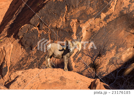 Desert Bighorn Sheep Ram 23176185
