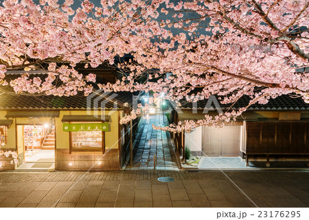 桜咲く夜の石塀小路 23176295
