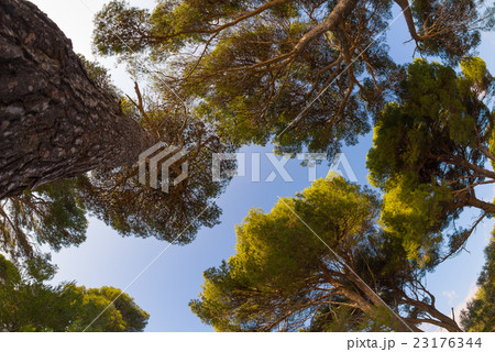 Maritime pine grove, fisheye view from below 23176344