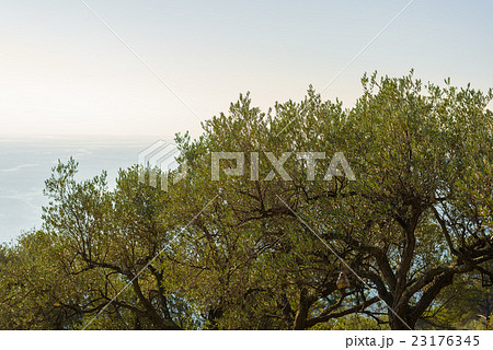Olives tree branches on Italian coastline, Liguria 23176345