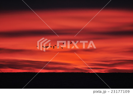 燃えるような朝焼けとウの群れ 23177109