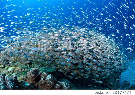 キンメモドキの群れ キンメモドキの群れ 23177474