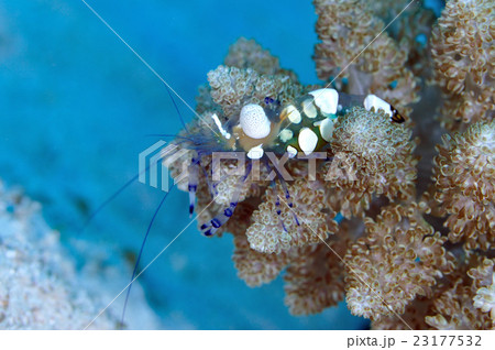 イソギンチャクエビ 23177532