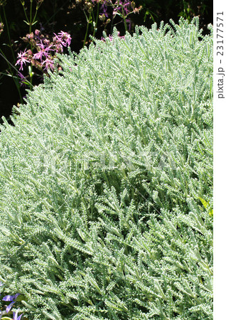 サントリナ 23177571