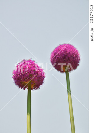 アリウムギガンチウム 23177618