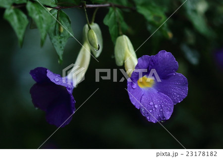 自然　植物　キダチヤハズカズラ、山原の林道で梅雨の雨に濡れて咲いていました② 23178182
