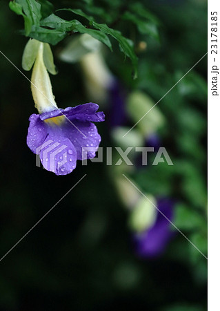 自然　植物　キダチヤハズカズラ、山原の林道腋で梅雨の雨に濡れて咲いていました① 23178185