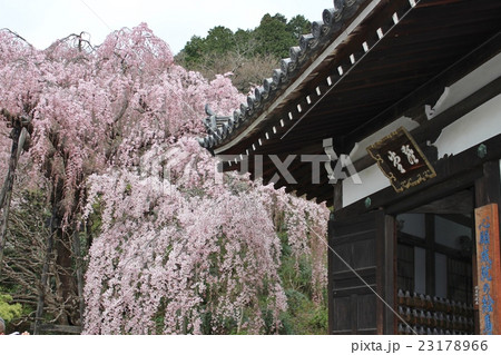 善峯寺 23178966