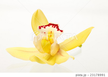 orchid on the white background orchid on the white background 23178991