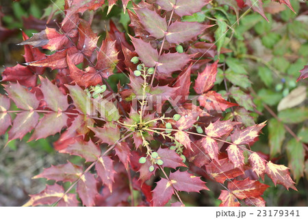 ヒイラギナンテン ヒイラギナンテン 23179341