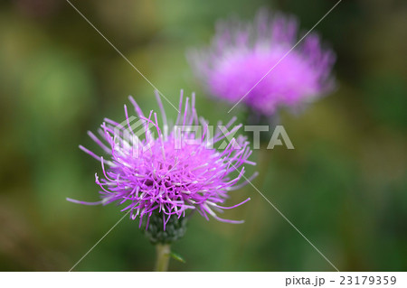 ノアザミ 23179359