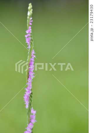 ネジバナ ネジバナ 23179430