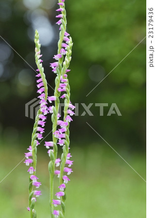 ネジバナ ネジバナ 23179436