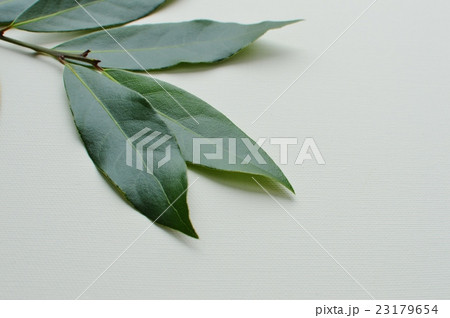 ローリエの葉 23179654
