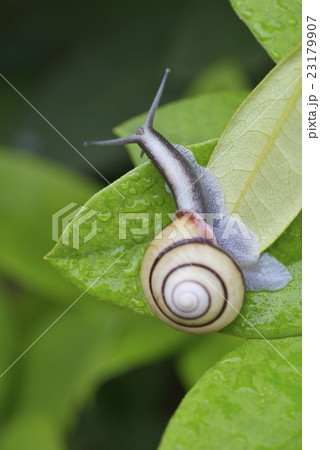 サンインマイマイ 23179907