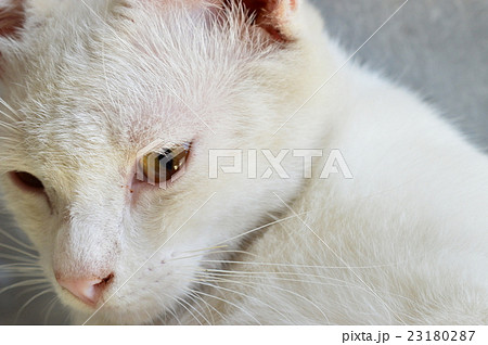 white cat's just wake up selective focus 23180287