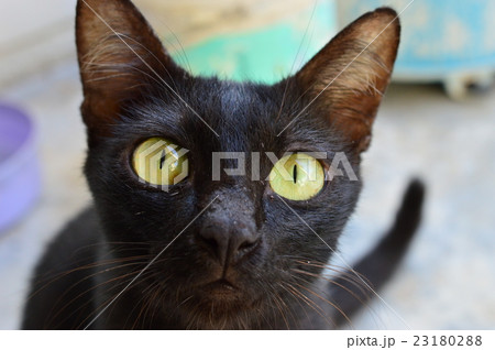 black cat with yellow eyes selective focus 23180288