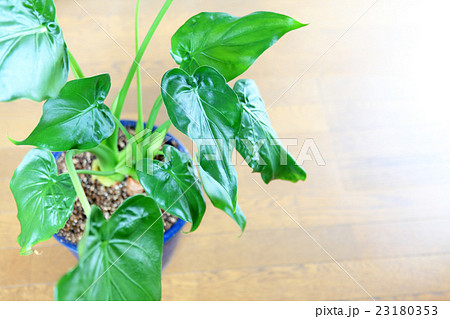 クワズイモの葉っぱ クワズイモの葉っぱ 23180353