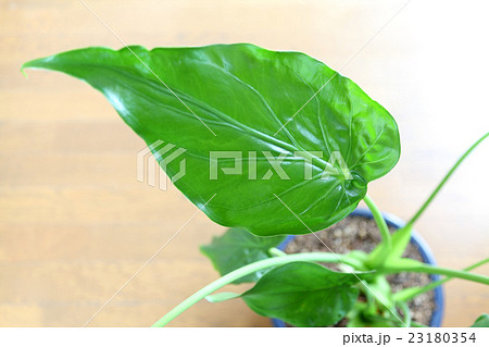 クワズイモの葉っぱ、アップ 23180354