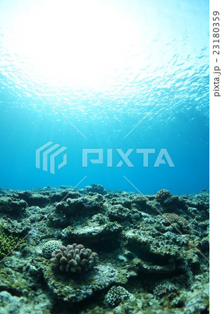 サンゴと青い海と太陽と 23180359