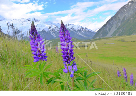 ルピナスとマウントクック 23180485